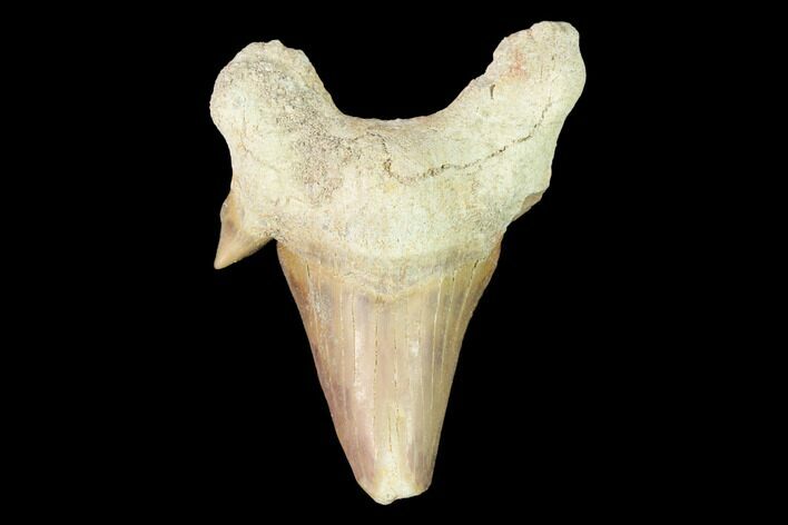 Fossil Shark Tooth (Otodus) - Morocco #143118